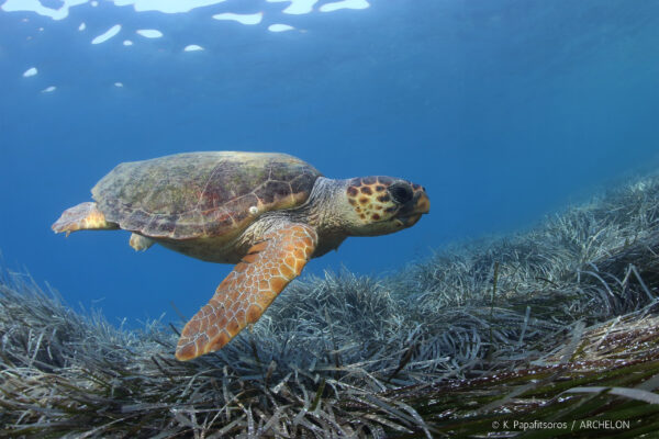 Θαλάσσια Χελώνα Caretta caretta