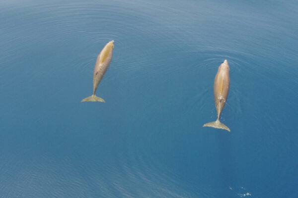 Ζιφιός Ziphius cavirostris