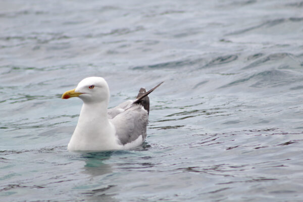 Ασημόγλαρος Larus michahellis