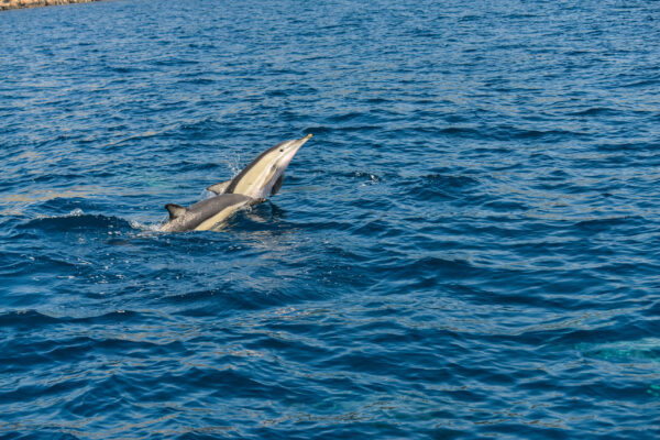 Κοινό Δελφίνι Delphinus delphis