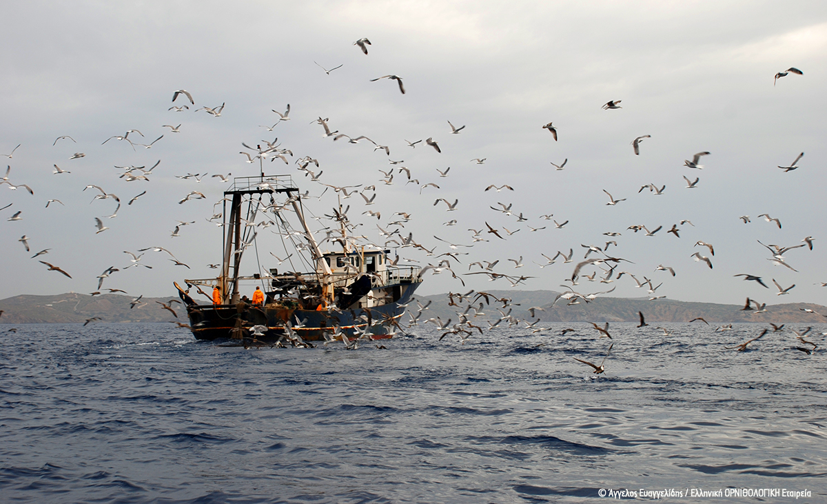 Participation of LIFE MareNatura in the consultation on the SES of the South Aegean